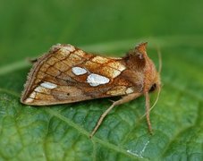 Kortstreket metallfly (Plusia putnami)