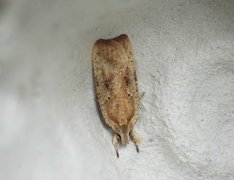 Agonopterix nervosa