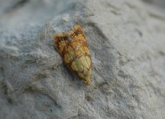 Roseflatvikler (Acleris bergmanniana)