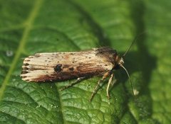 Dobbeltpunktfly (Axylia putris)