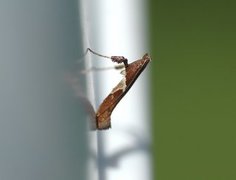 Caloptilia stigmatella