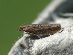 Augustkveldvikler (Epinotia solandriana)