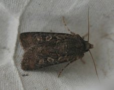 Gråbrunt sandjordfly (Euxoa tritici)