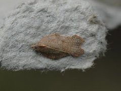 Konkavflatvikler (Acleris emargana)