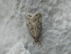 Blek mosemott (Eudonia pallida)