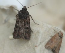 Gråbrunt sandjordfly (Euxoa tritici)