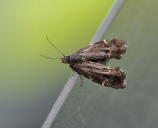 Neslebredmøll (Anthophila fabriciana)