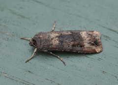 Langvingejordfly (Agrotis ipsilon)