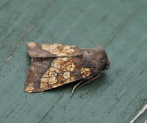 Tistelstengelfly (Gortyna flavago)