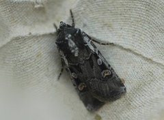 Obeliskjordfly (Euxoa obelisca)