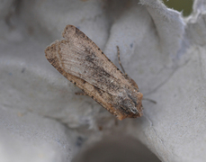 Vandrefly (Peridroma saucia)