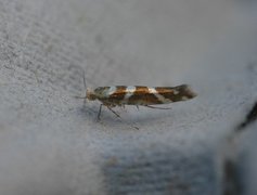 Oreblomstmøll (Argyresthia goedartella)