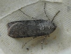 Gråpudret jordfly (Agrotis segetum)