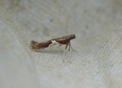 Caloptilia stigmatella