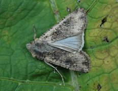 Vandrefly (Peridroma saucia)