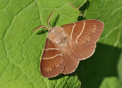 Bringebærspinner (Macrothylacia rubi)