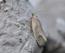 Grå stengelvikler (Epiblema grandaevana)