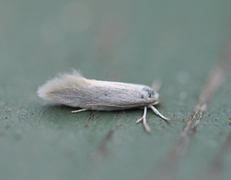 Elachista argentella