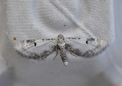 Hvit dvergmåler (Eupithecia centaureata)