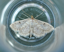 Sumpengmott (Anania perlucidalis)