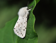 Punkttigerspinner (Spilosoma lubricipeda)