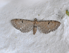 Humledvergmåler (Eupithecia assimilata)