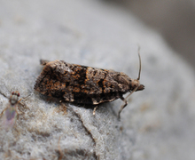 Bartrevikler (Dichelia histrionana)