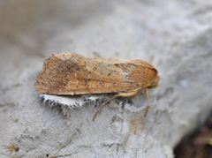 Pestfagerfly (Helicoverpa armigera)