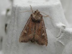 Brunt sumpfly (Helotropha leucostigma)