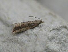 Sivsumpvikler (Bactra lancealana)