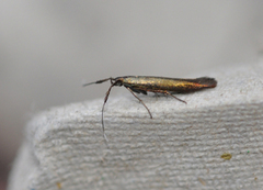 Kløversekkmøll (Coleophora deauratella)