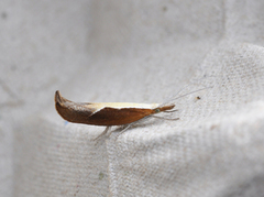 Leddvedsprellemøll (Ypsolopha dentella)