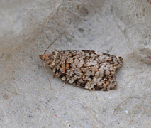 Bartrevikler (Dichelia histrionana)