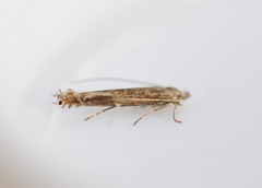 Slyngminérmøll (Lyonetia clerkella)