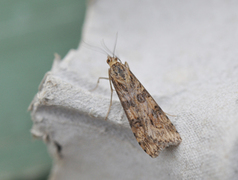 Smalengmott (Nomophila noctuella)