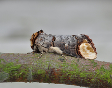 Oksehodespinner (Phalera bucephala)