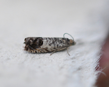 Øyekveldvikler (Epinotia subocellana)