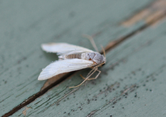 Hvit dammott (Acentria ephemerella)