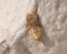 Konkavflatvikler (Acleris emargana)