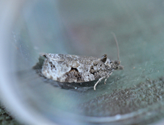 Grå løvvikler (Apotomis semifasciana)