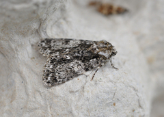 Syrekveldfly (Acronicta rumicis)