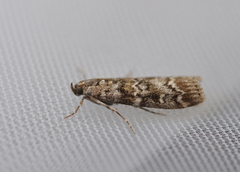 Grankonglesmalmott (Dioryctria abietella)