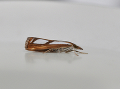 Treflekket nebbmott (Catoptria permutatella)