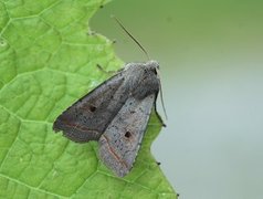 Brungrått høstfly (Agrochola lota)