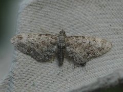 Vinkeldvergmåler (Eupithecia vulgata)