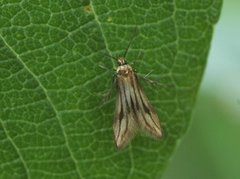 Lansettmøll (Schreckensteinia festaliella)