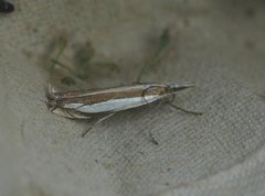 Beitenebbmott (Crambus pascuella)