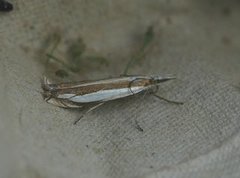 Beitenebbmott (Crambus pascuella)