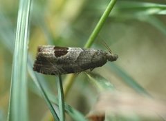 Rustrød rosevikler (Notocelia uddmanniana)