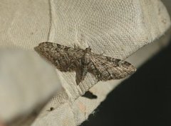 Vinkeldvergmåler (Eupithecia vulgata)